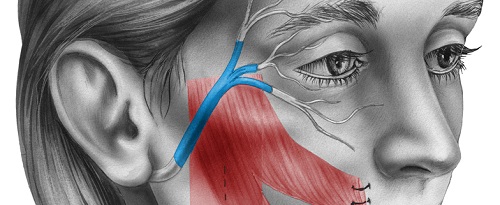 Ilustración que muestra un rostro compuesto por tejido muscular y nervioso