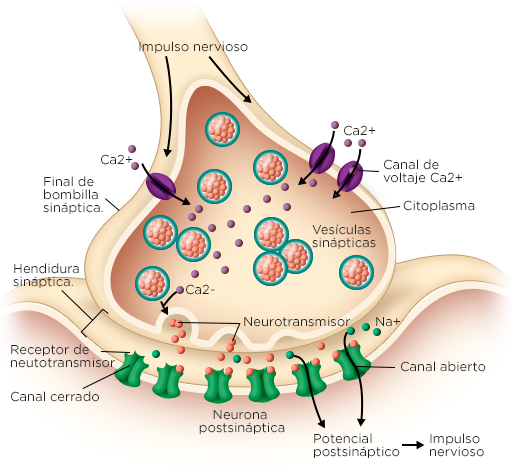 Union Neuromuscular