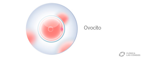 Estimulación de la ovulación