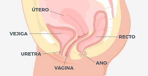 LA DISFUNCIÓN DEL SUELO PÉLVICO ES SÓLO COSA DE MUJERES