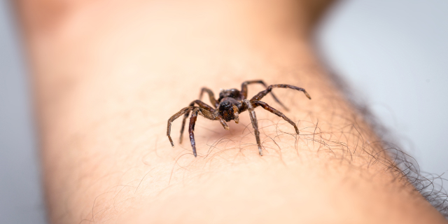 Araña en el brazo de una persona