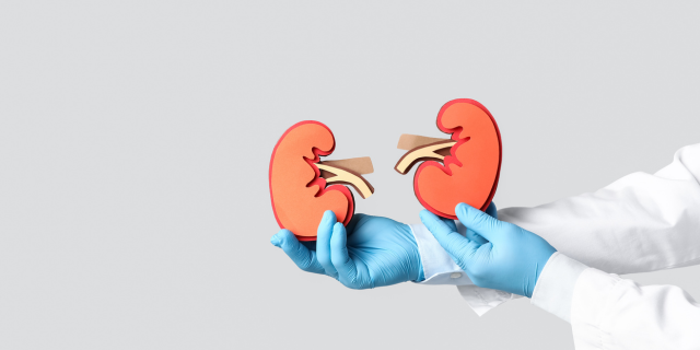 ¿TUS RIÑONES ESTÁN BIEN? RIESGOS, EXÁMENES SIMPLES Y HÁBITOS PROTECTORES